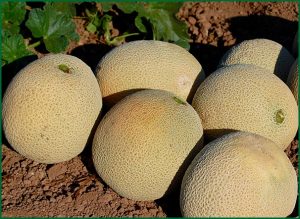 mature melons