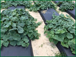 cucumber plants in the field