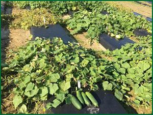 cucumber plants in the field