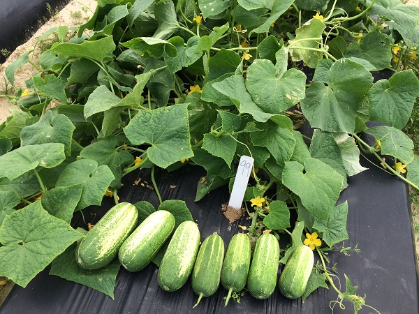 healthy cucumber plants and fruit