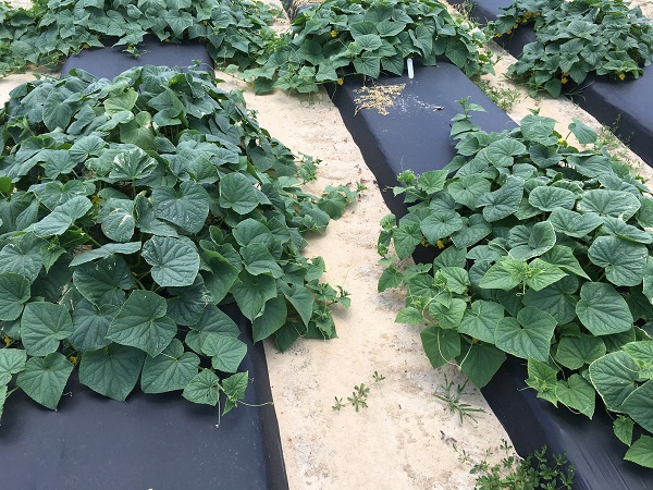 cucumber plants