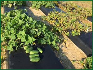 cucumber plants with downy mildew symptoms