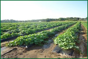 cucumber plants in a field