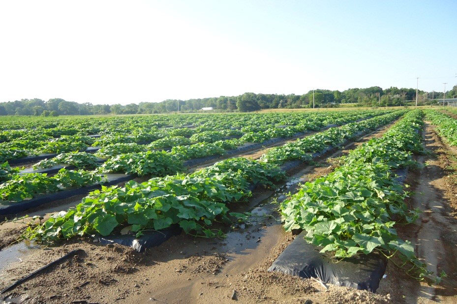 rows of cucumber in the field