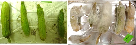 screening cucumbers in the lab