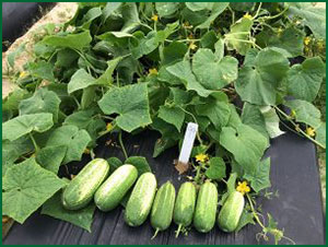 cucumber plants with downy mildew symptoms