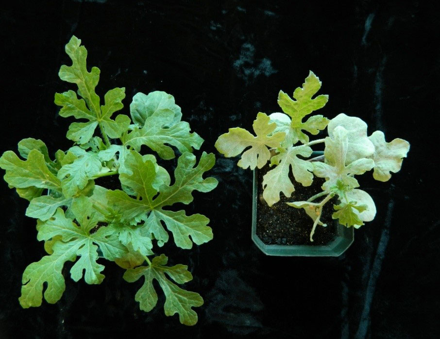 a large healthy plant on the left and a small chlorotic plant on right