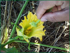 hand pollinating squash flower