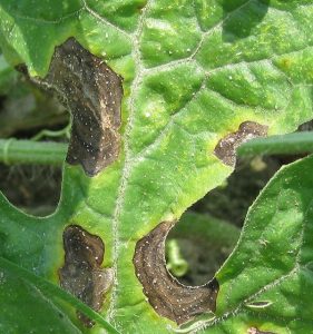 lesions on watermelon leaves