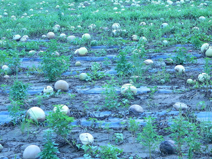 field of diseased plants and watermelons