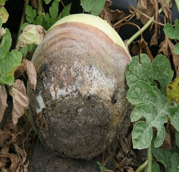 watersoaked depressed lesion on watermelon