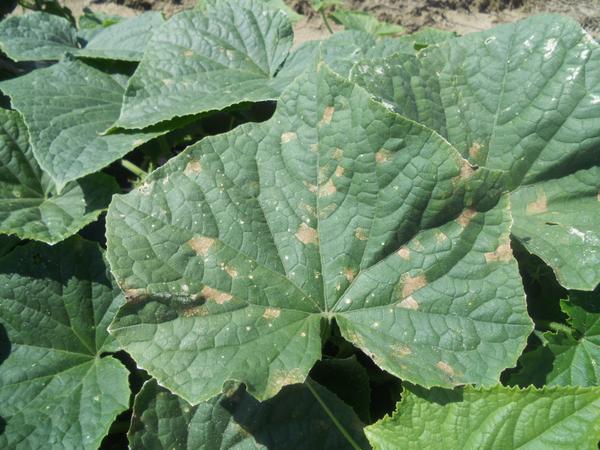 disease symptoms on cucumber