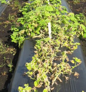 disease symptoms on cucumber plant