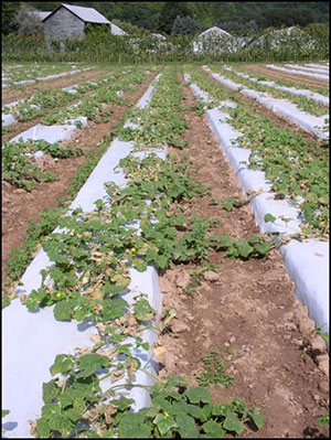 cucumber field with disease present