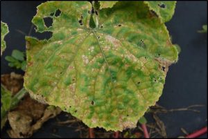 disease symptoms on a leaf