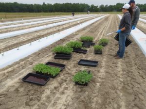 plants and trays in field