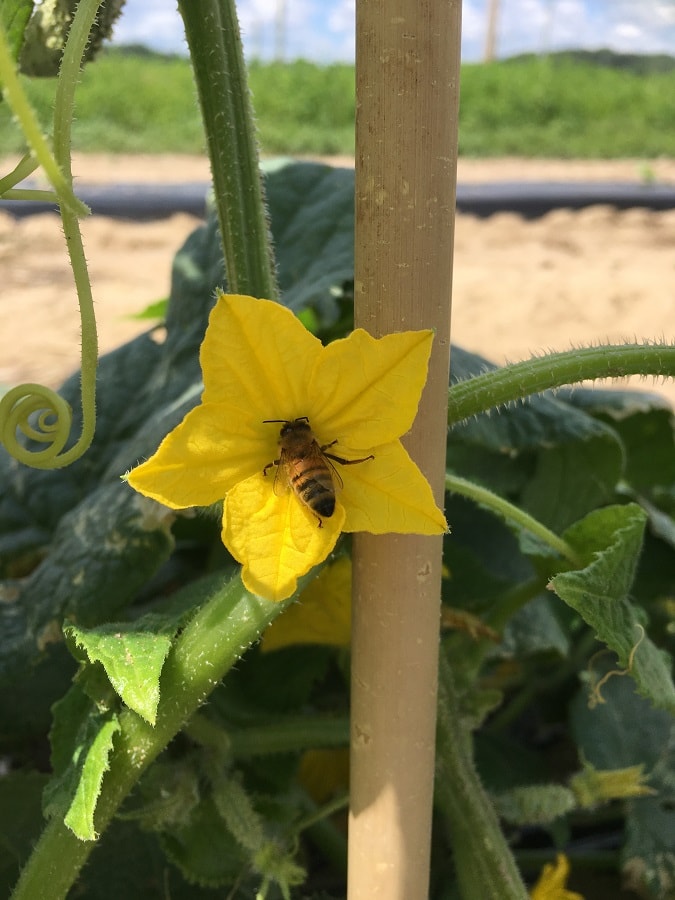 bee in the center of a cucumber flower