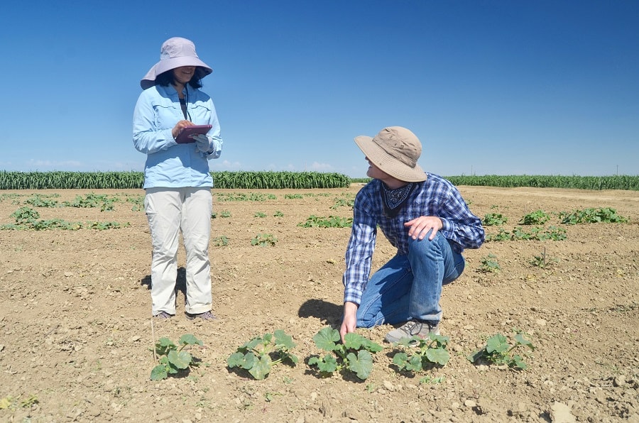 two people evaluating plants in field