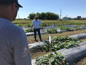 Linda Wessel-Beaver points out plants in squash breeding demonstrations