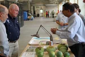 CucCAP research scientist shows diseased watermelons to Dr. Perdu