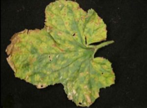 lesions on leaf