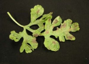 lesions on leaf