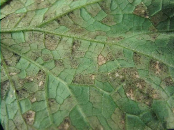 lesions on bottom of leaf