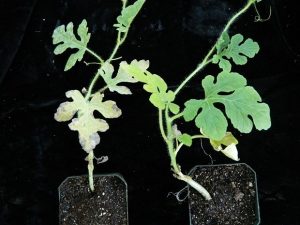 two grafted seedlings