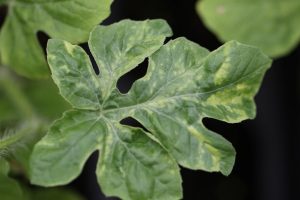 mottling symptoms on leaf