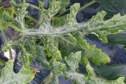 disease symptoms on watermelon leaves