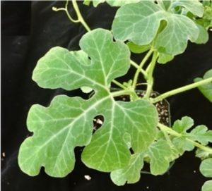 PRSV resistant watermelon leaf