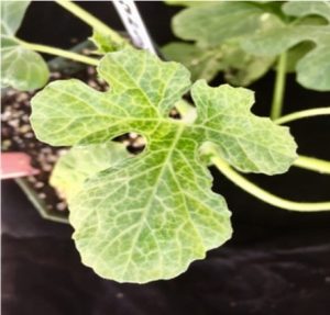 PRSV susceptible watermelon leaf