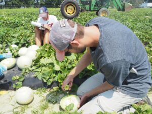 researchers in melon field