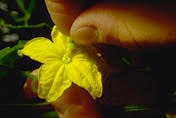 hand pollinating cucumber flower