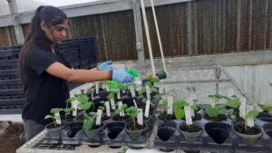 handling plants in the greenhouse