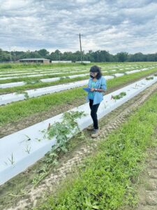 Anju Biswas evaluating plants in the watermelon field